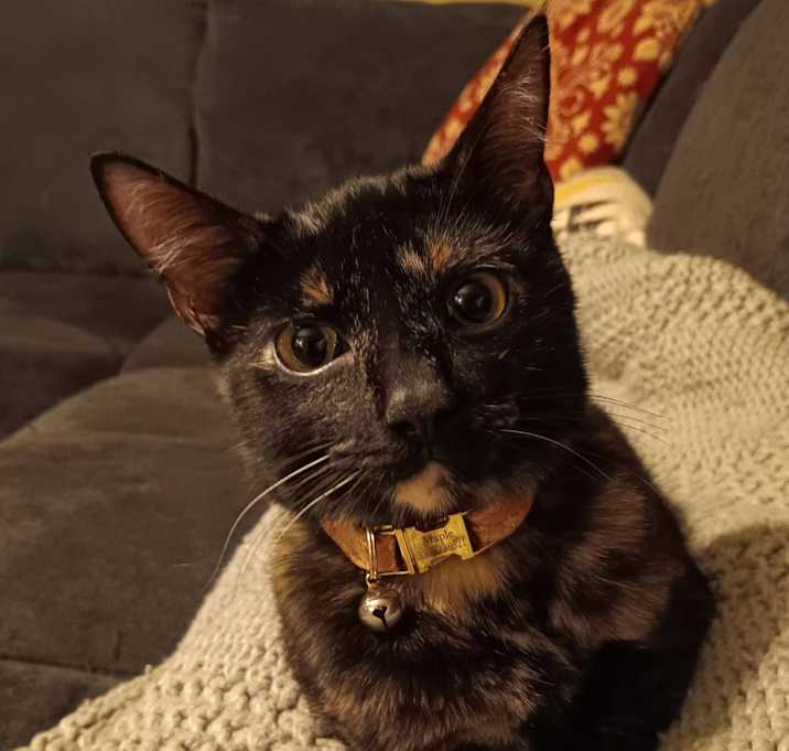 Photo of Maple