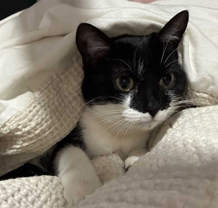 Photo of Kitty