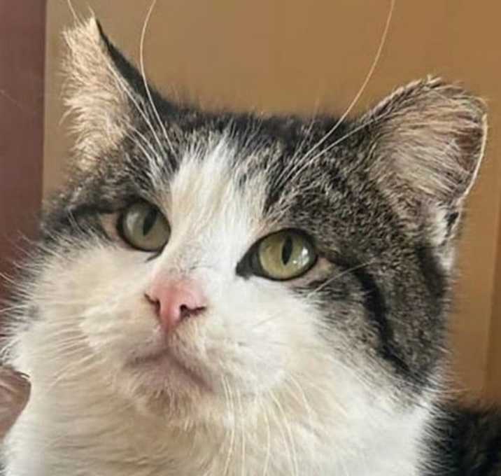 Photo of Rocco