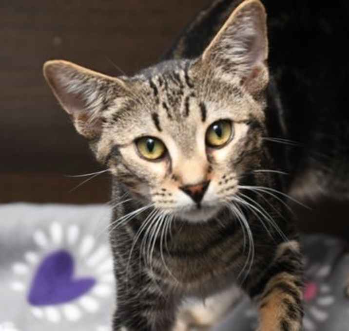 Photo of Thor
