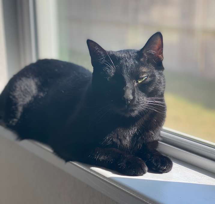 Photo of Raisin