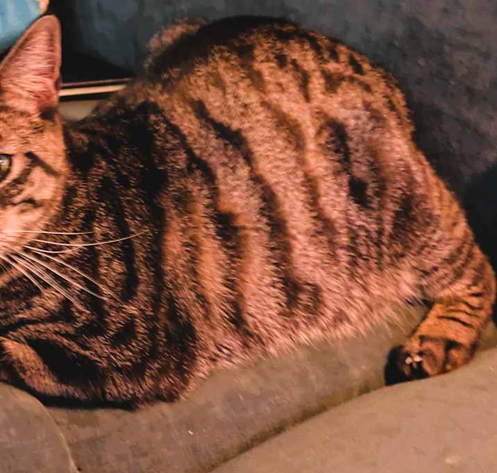 Photo of Kingston