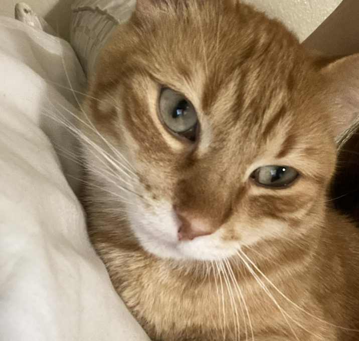 Photo of Luffy