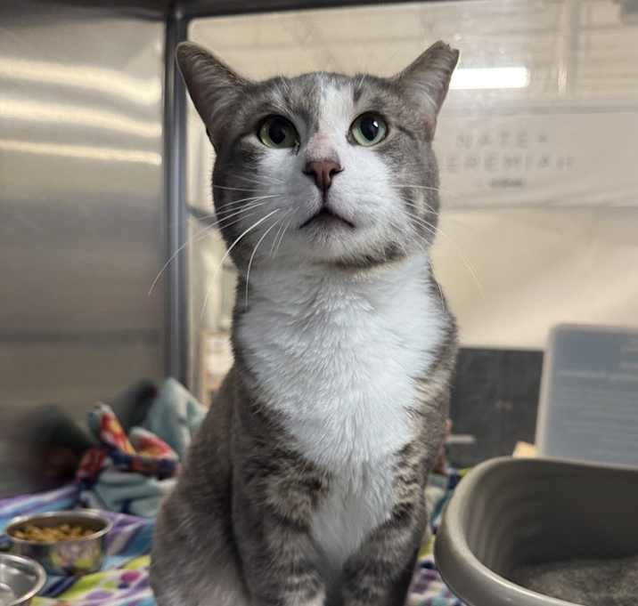 Photo of Spoinky