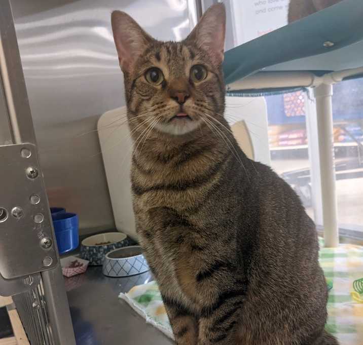 Photo of Mojo