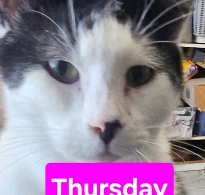 Photo of Thursday