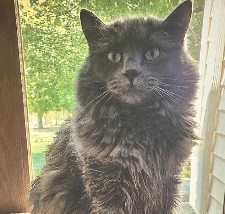 Photo of Fluffy