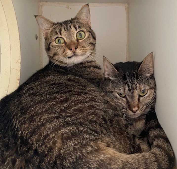 Photo of Maui (Bonded w/Basil)