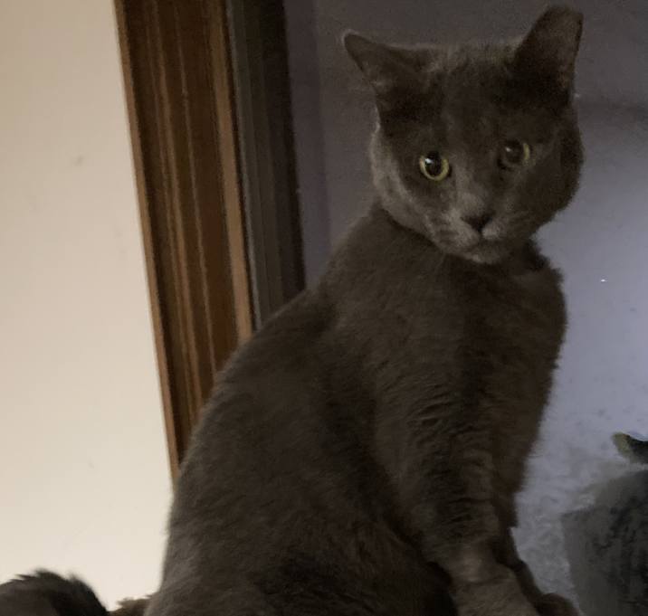 Photo of Grey