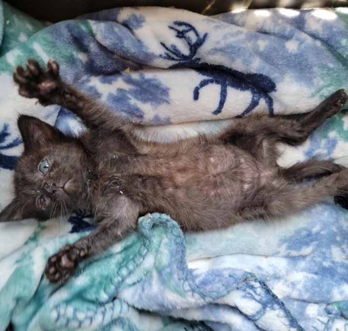 Photo of Mavis