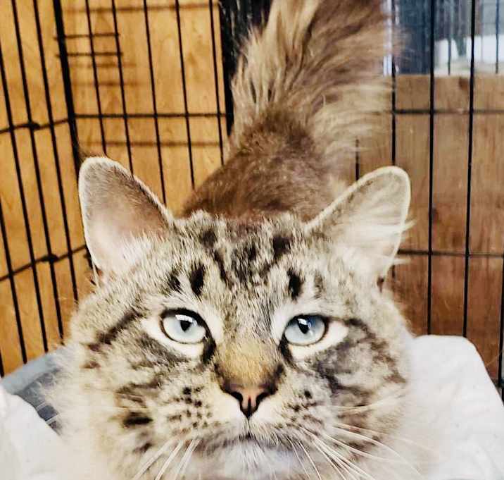 Photo of Nimbus