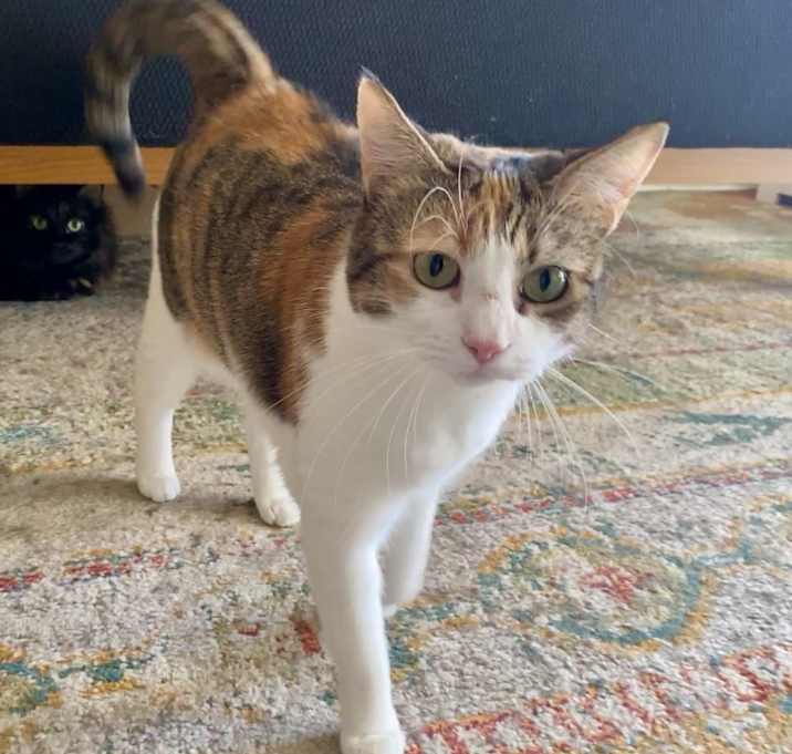 Photo of Nelly