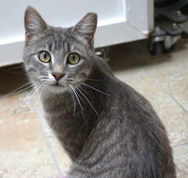 Photo of Mr. Whiskers