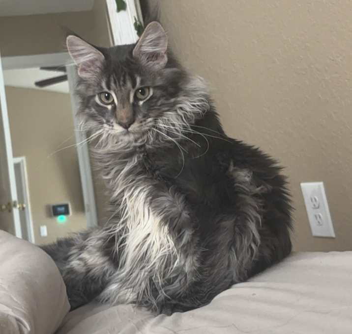 Photo of Smokey