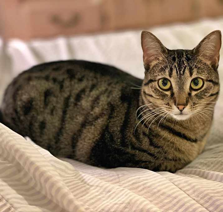 Photo of Pearl