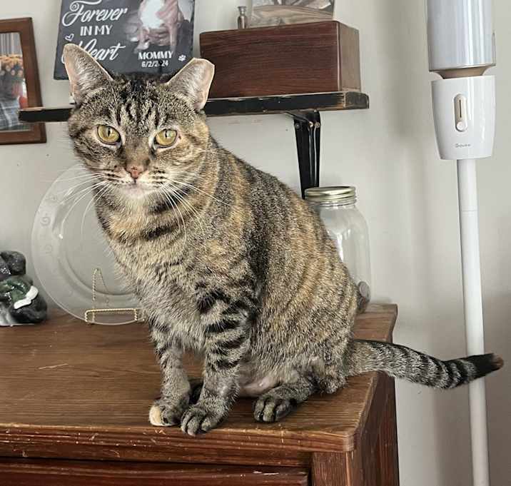 Photo of Cannoli