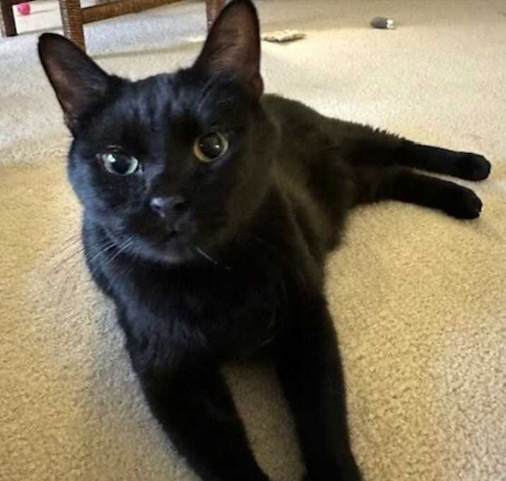 Photo of Shadow