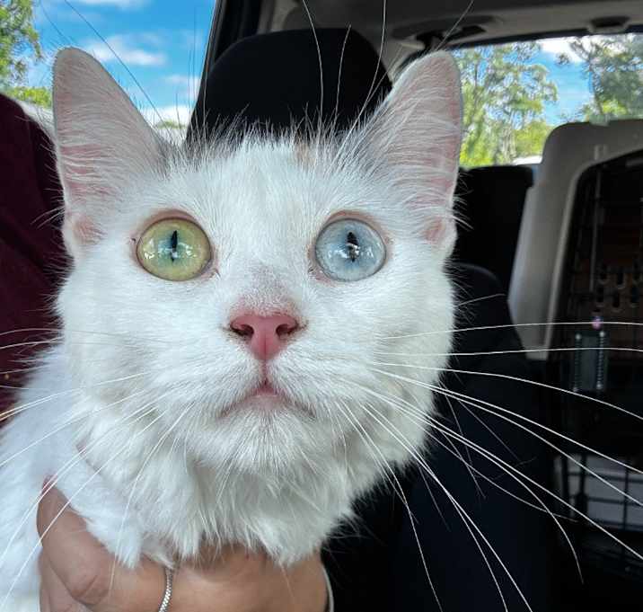 Photo of Honeydew