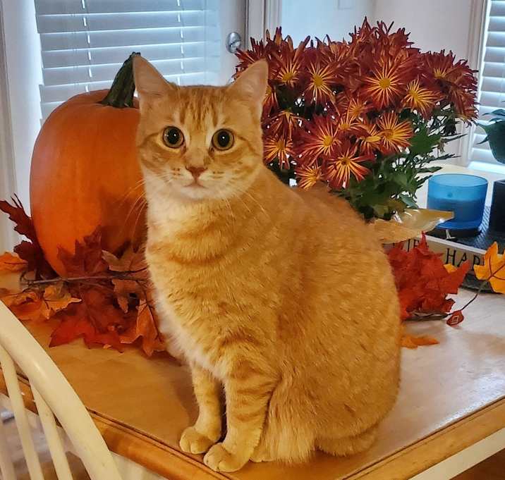 Photo of Makka + (my bonded pair Nala)