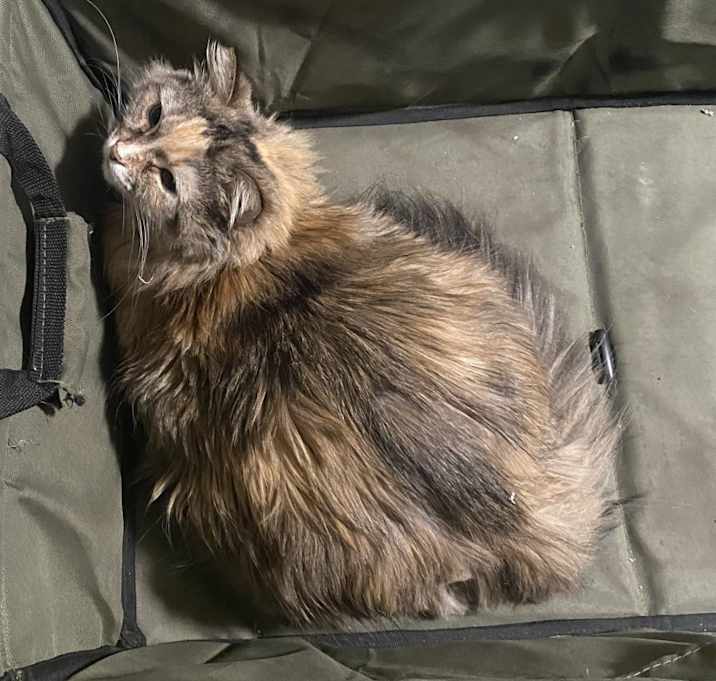 Photo of Freya