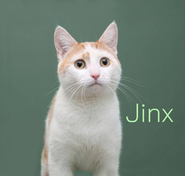 Photo of Jinx