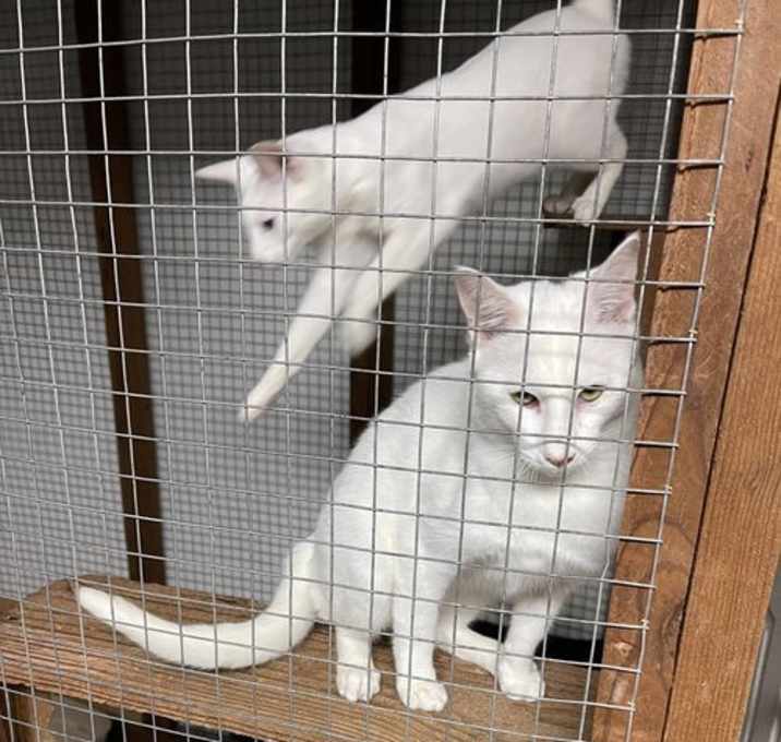 Photo of Vesper and Vicente