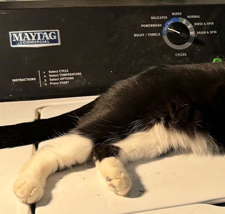 Photo of Harley