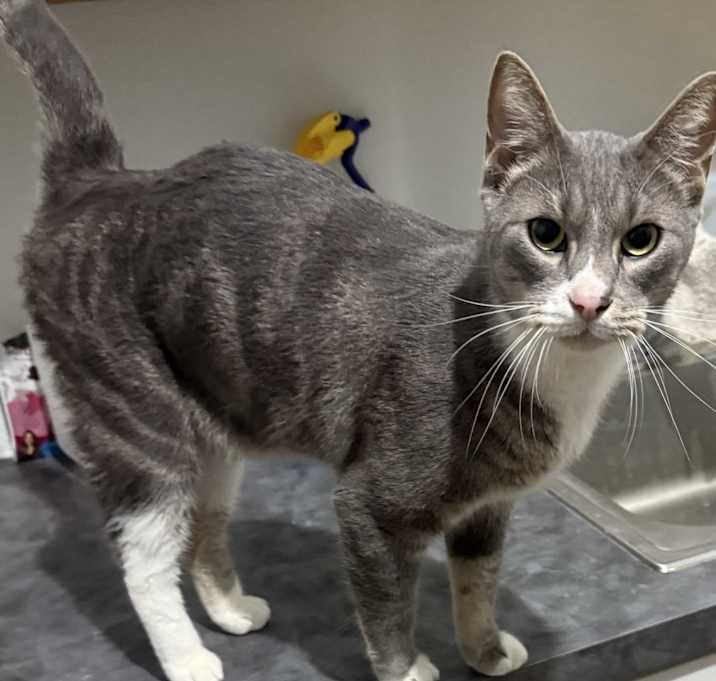 Photo of Remington