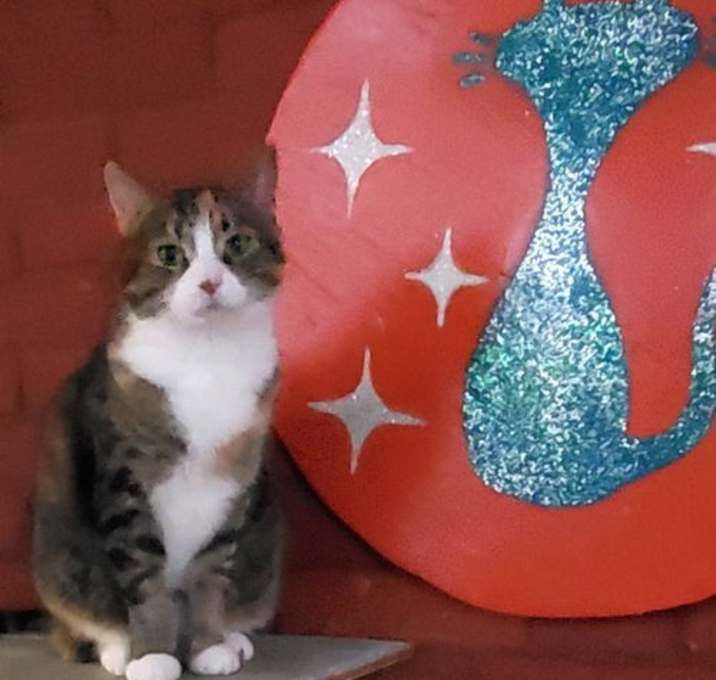 Photo of Diva