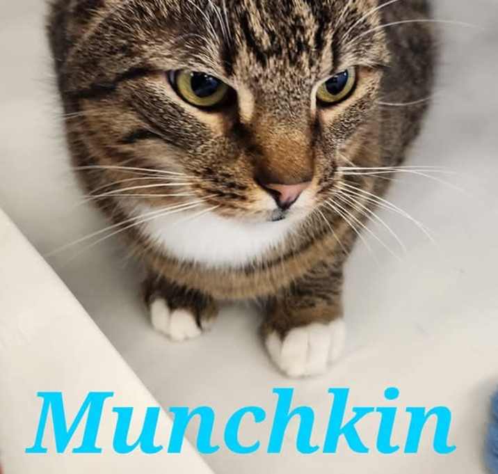 Photo of Munchkin Moo