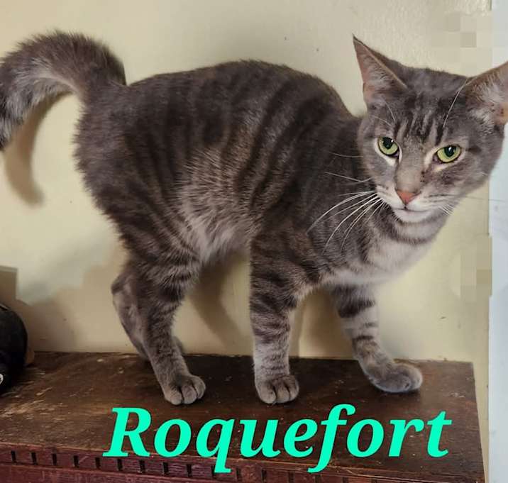 Photo of Roquefort