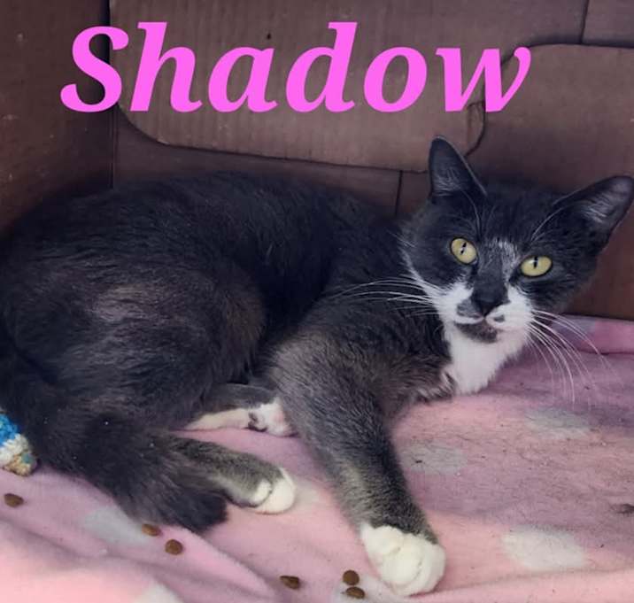 Photo of Shadow