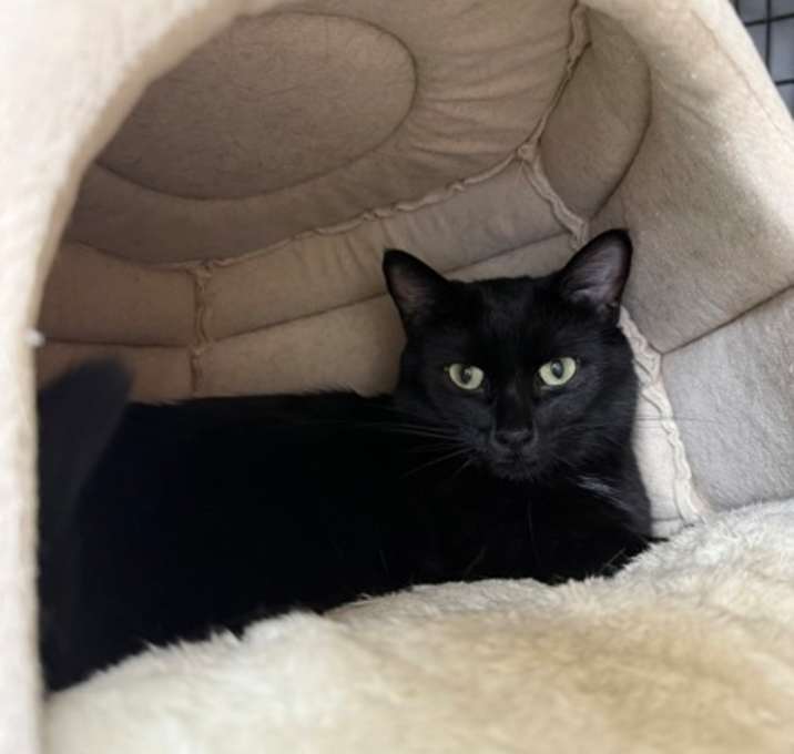 Photo of Fig