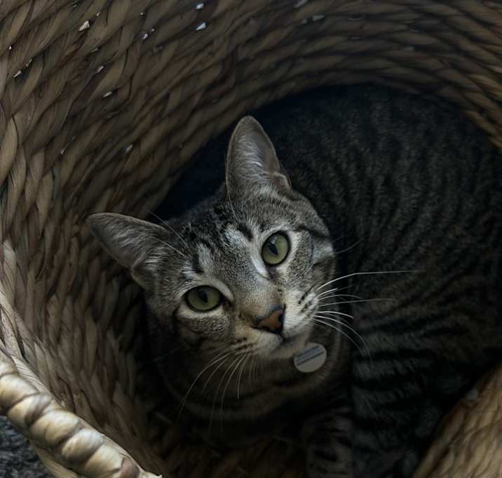 Photo of Ash