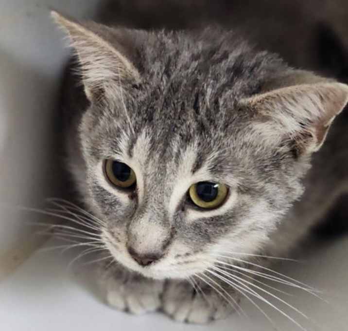 Photo of Jinx