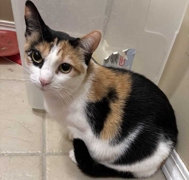 Photo of Pumpkin