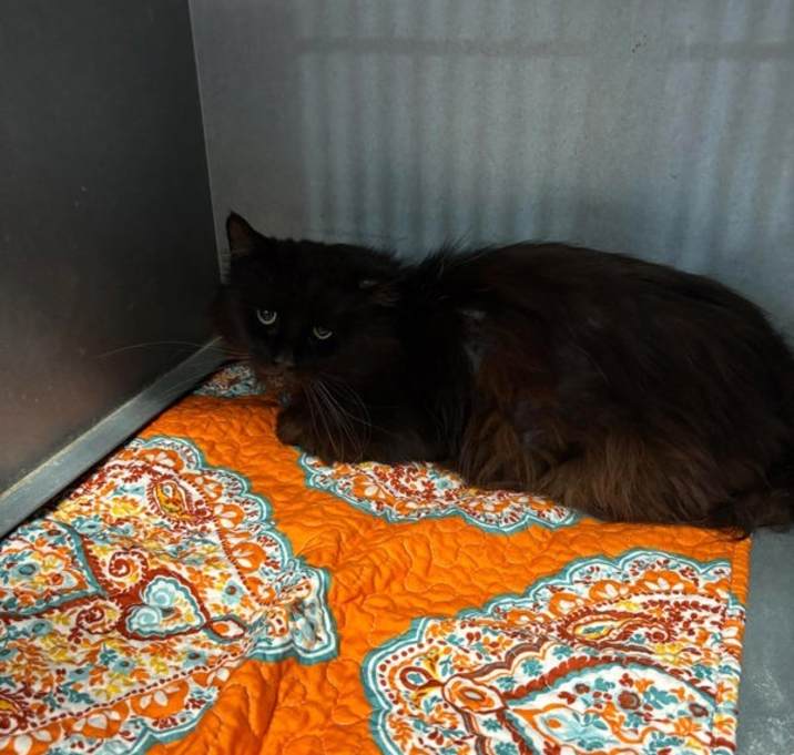 Photo of Feral 3