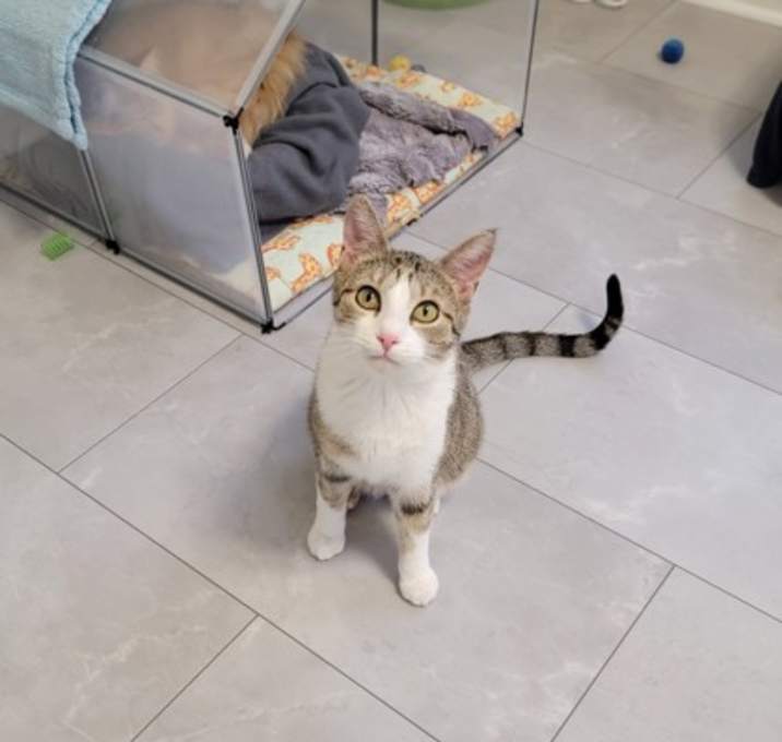 Photo of Pipp **Adoption Sponsored**