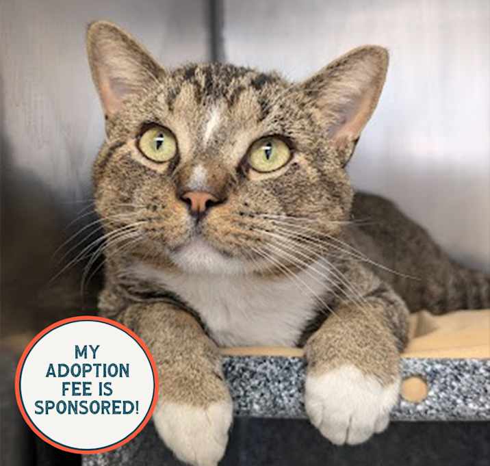 Photo of Banana Split - IN FOSTER