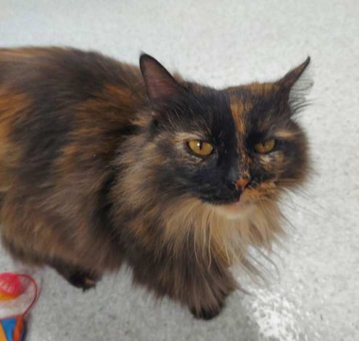 Photo of Gizmo