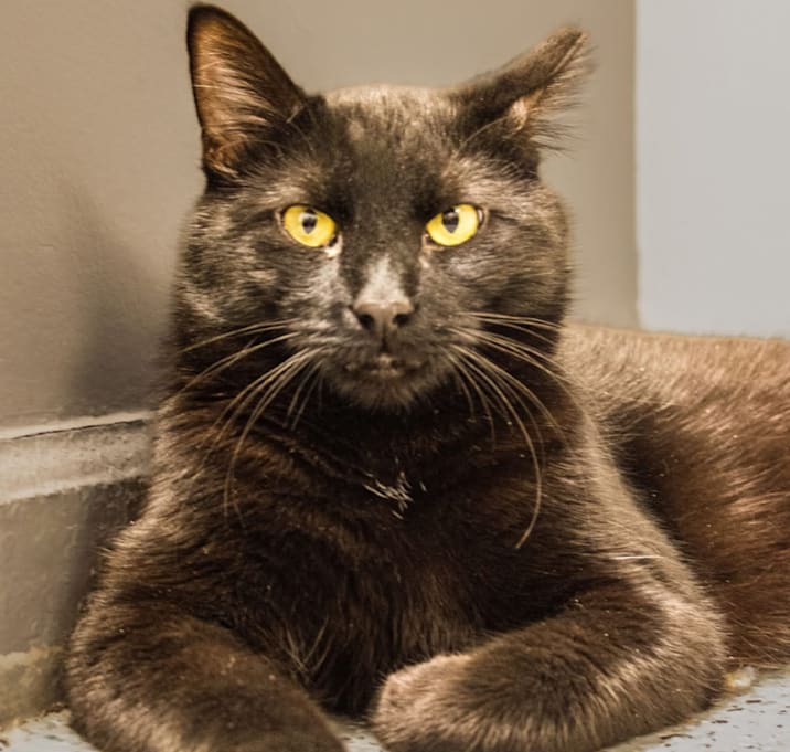 Photo of Blackie 