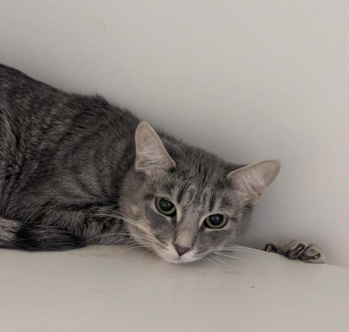 Photo of Frito