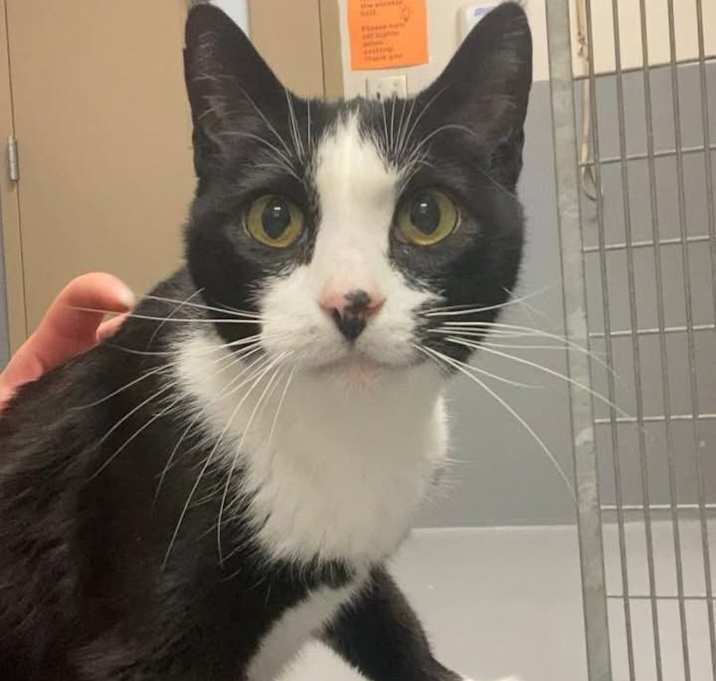 Photo of Whiskerbell