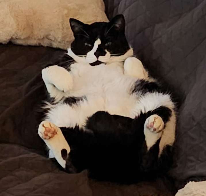 Photo of Luna-Aesop