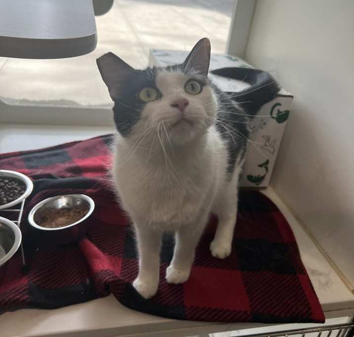 Photo of Juniper