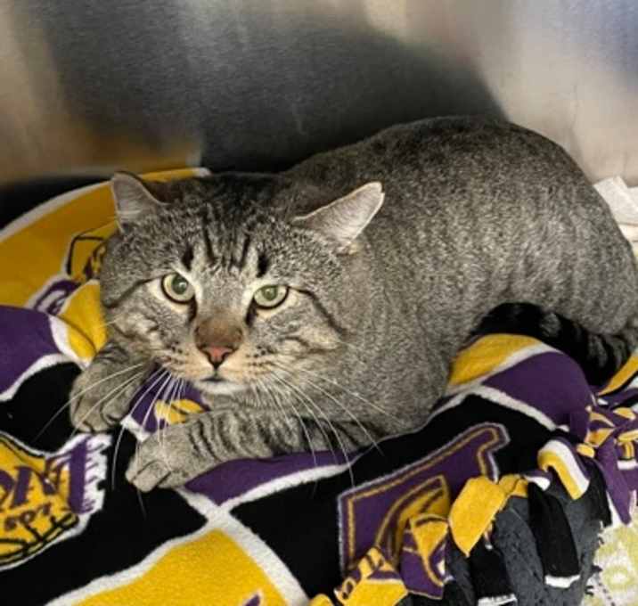 Photo of Chonkers