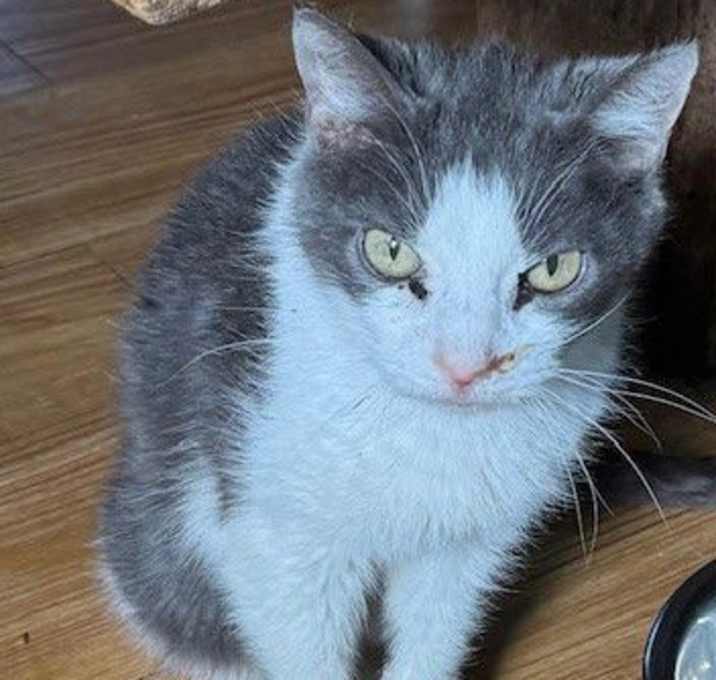 Photo of Calamity (Thumbalina)