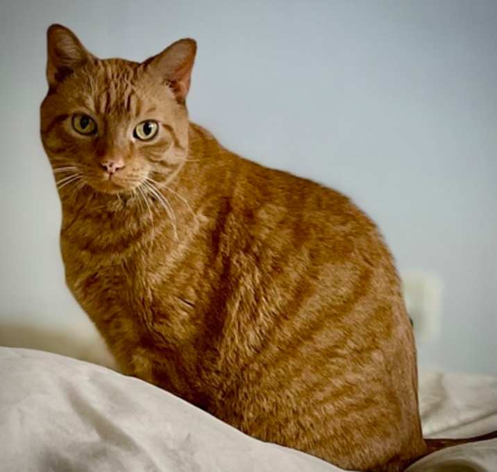 Photo of Rusty