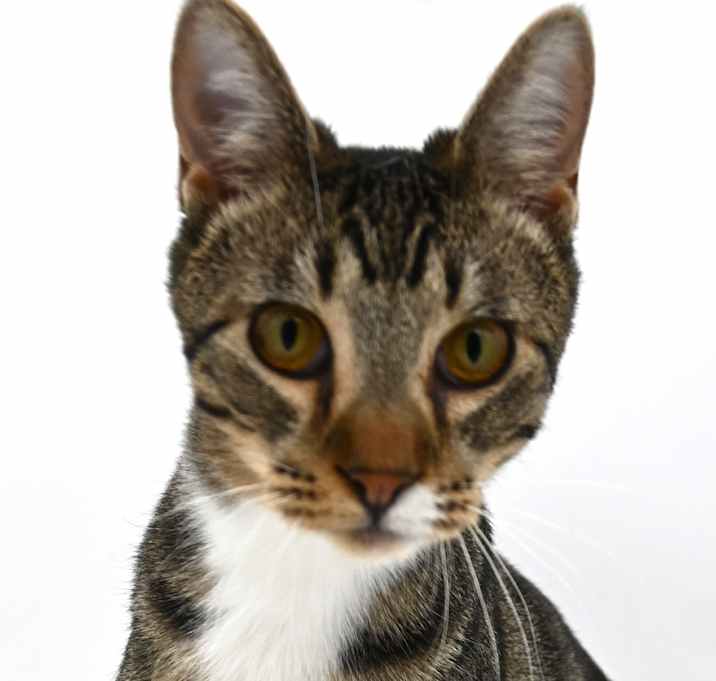 Photo of Orion