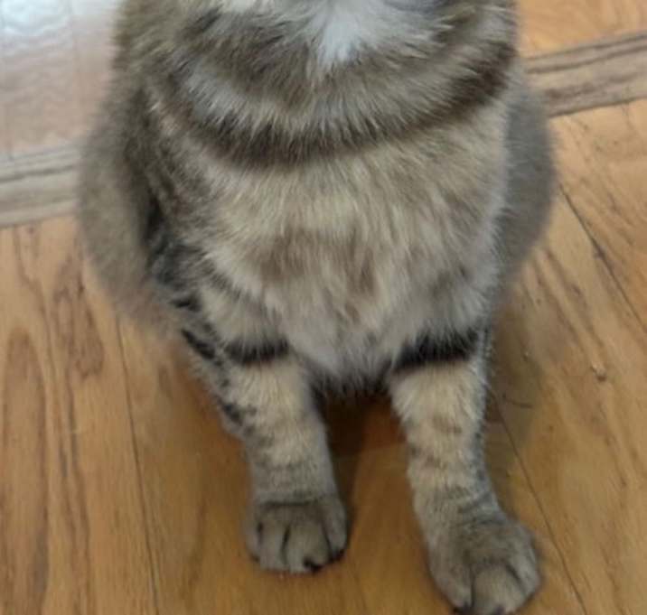 Photo of Blossom